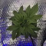 Early Skunk