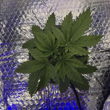 Early Skunk