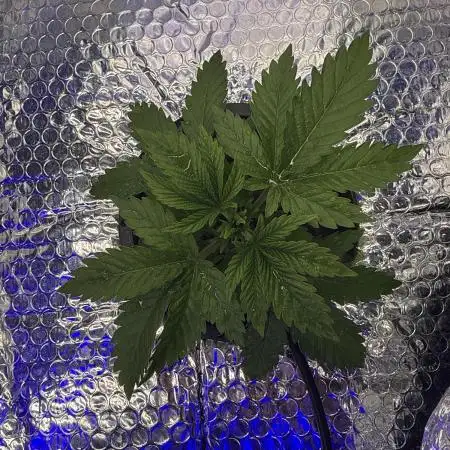 Early Skunk