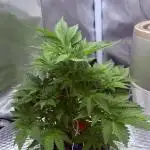 Early Skunk