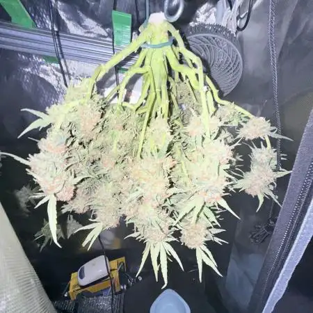 High Mars