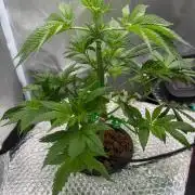 Fruit Spirit RQS