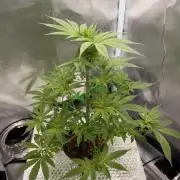 Fruit Spirit RQS