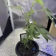 Runtz x Layer Cake by Enki