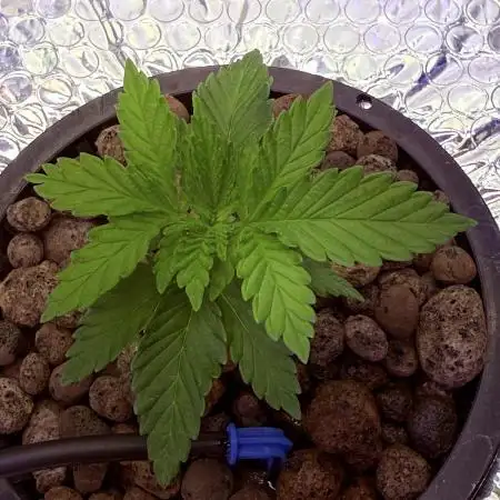Early Skunk