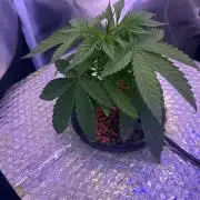 Fruit Spirit RQS