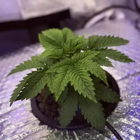 Early Skunk