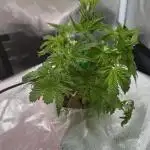 High Mars