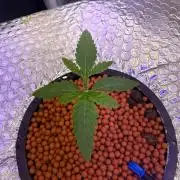 Fruit Spirit RQS