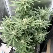 Early Skunk