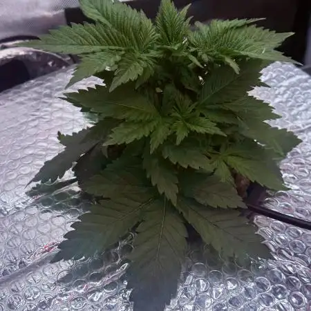 Early Skunk