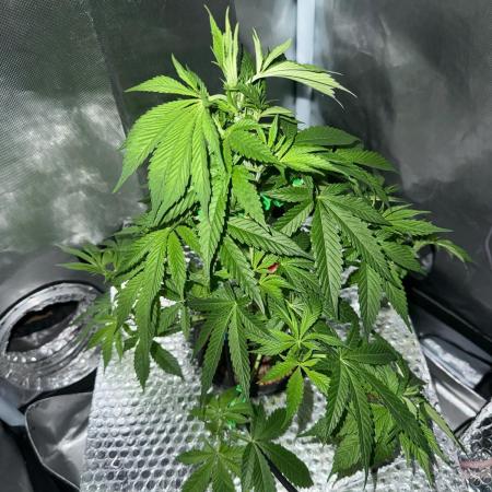 Fruit Spirit RQS