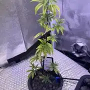 Runtz x Layer Cake by Enki