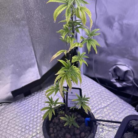 Runtz x Layer Cake by Enki