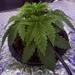 Early Skunk