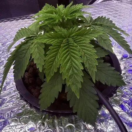 Early Skunk