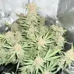 High Mars
