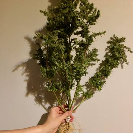 GIRL SCOUT COOKIES