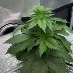 Early Skunk