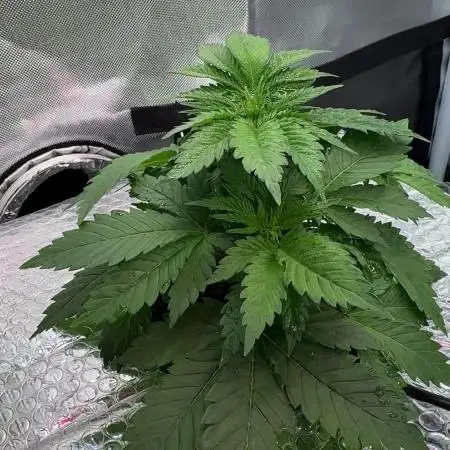 Early Skunk