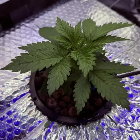 Early Skunk