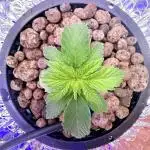Early Skunk
