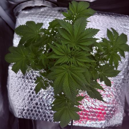 Early Skunk