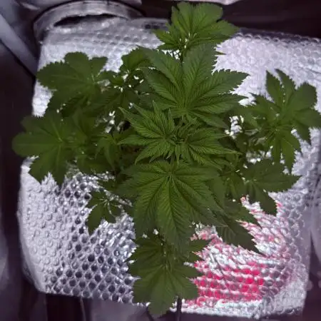 Early Skunk
