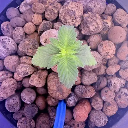 Early Skunk