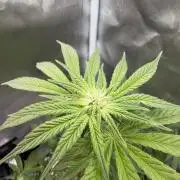 Fruit Spirit RQS