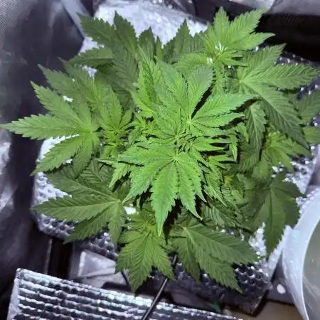 Early Skunk
