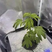 Runtz x Layer Cake by Enki