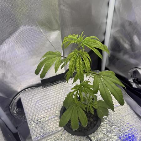 Runtz x Layer Cake by Enki