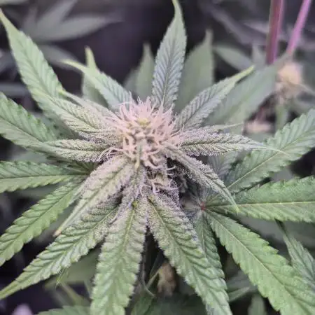 Skywalker OG