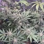 Skywalker OG