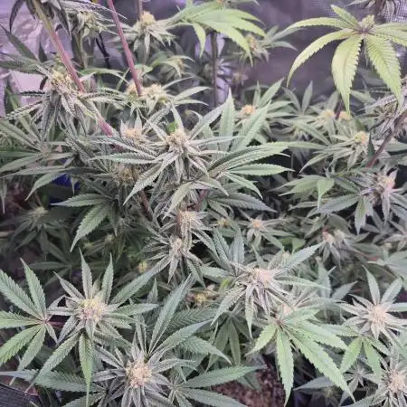 Skywalker OG
