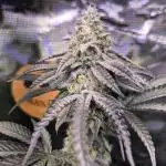 Skywalker OG