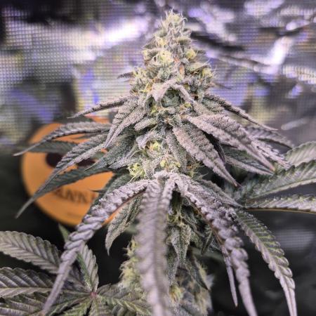 Skywalker OG