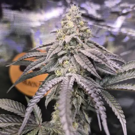 Skywalker OG