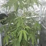 First time growers