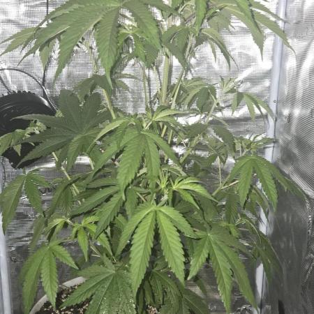 First time growers