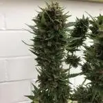 Blackberry Auto Fastbuds