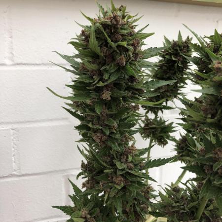Blackberry Auto Fastbuds