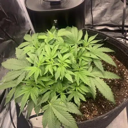 Bruce Banner Autoflower - plain water