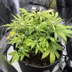 Bruce Banner Autoflower - plain water