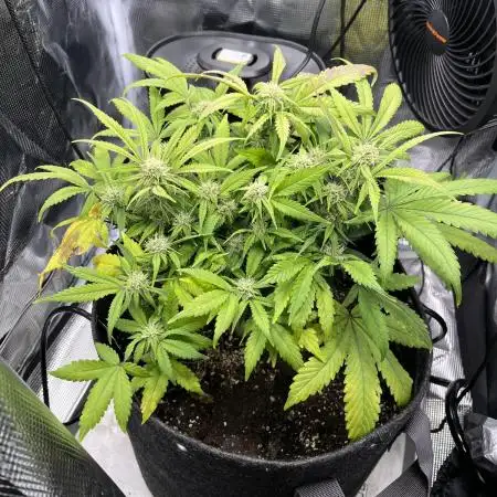 Bruce Banner Autoflower - plain water
