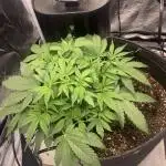Bruce Banner Autoflower - plain water