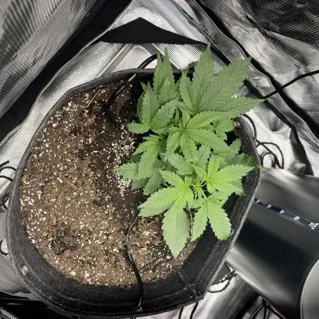 Bruce Banner Autoflower - plain water