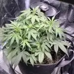 Bruce Banner Autoflower - plain water