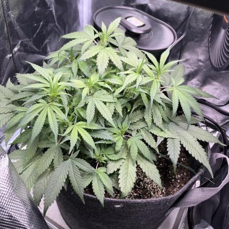 Bruce Banner Autoflower - plain water